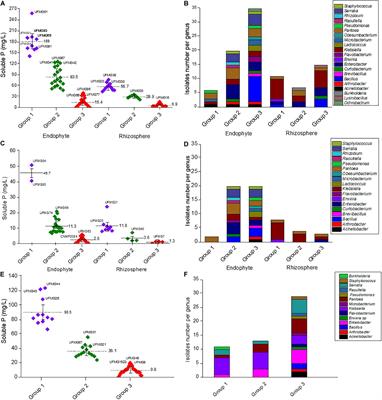 Genomic and Phenotypic Insights Into the Potential of Rock Phosphate Solubilizing Bacteria to Promote Millet Growth in vivo